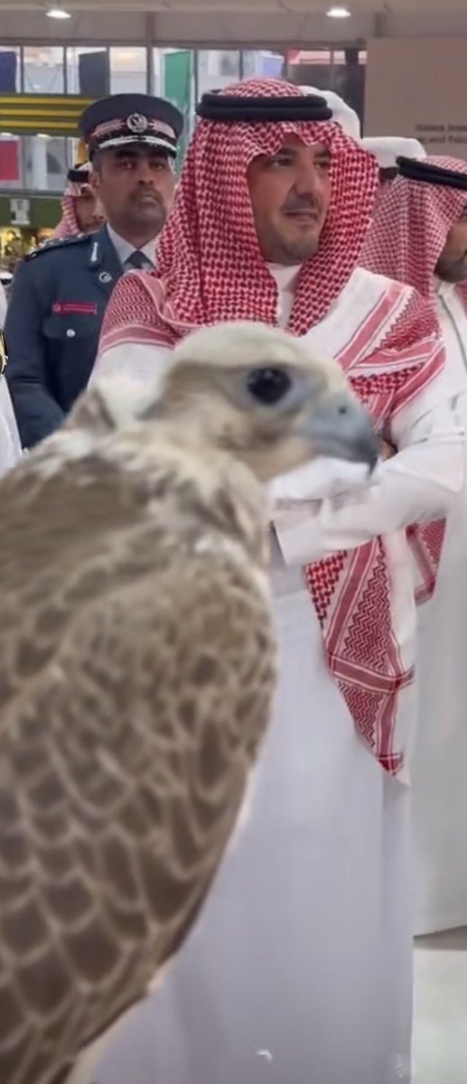 abonaser85's tweet photo. منّى على #الصقر_السعودي سلاما
اللي  قنص جو  المعادين  صيّاد

صِدتَ الفخر وأعداك صادوا هياما
يوم ادبروا بين الجبل وأسفل الواد

كتبتوا  التاريخ  حربٍ وسلاما
إن #السعودي سيّدٍ ما له أسياد https://t.co/7nwvMrinOz