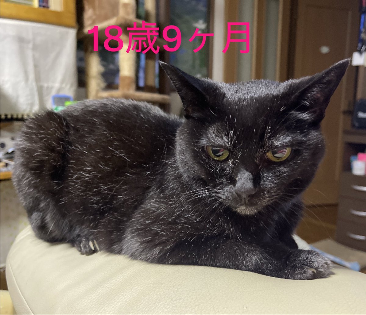 obomikun's tweet photo. 今日は世界猫の日😻
みんないつまでも元気で幸せに過ごせますように🍀 https://t.co/kH0C187mD4