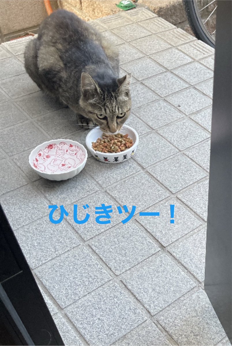 obomikun's tweet photo. 今日は世界猫の日😻
みんないつまでも元気で幸せに過ごせますように🍀 https://t.co/kH0C187mD4