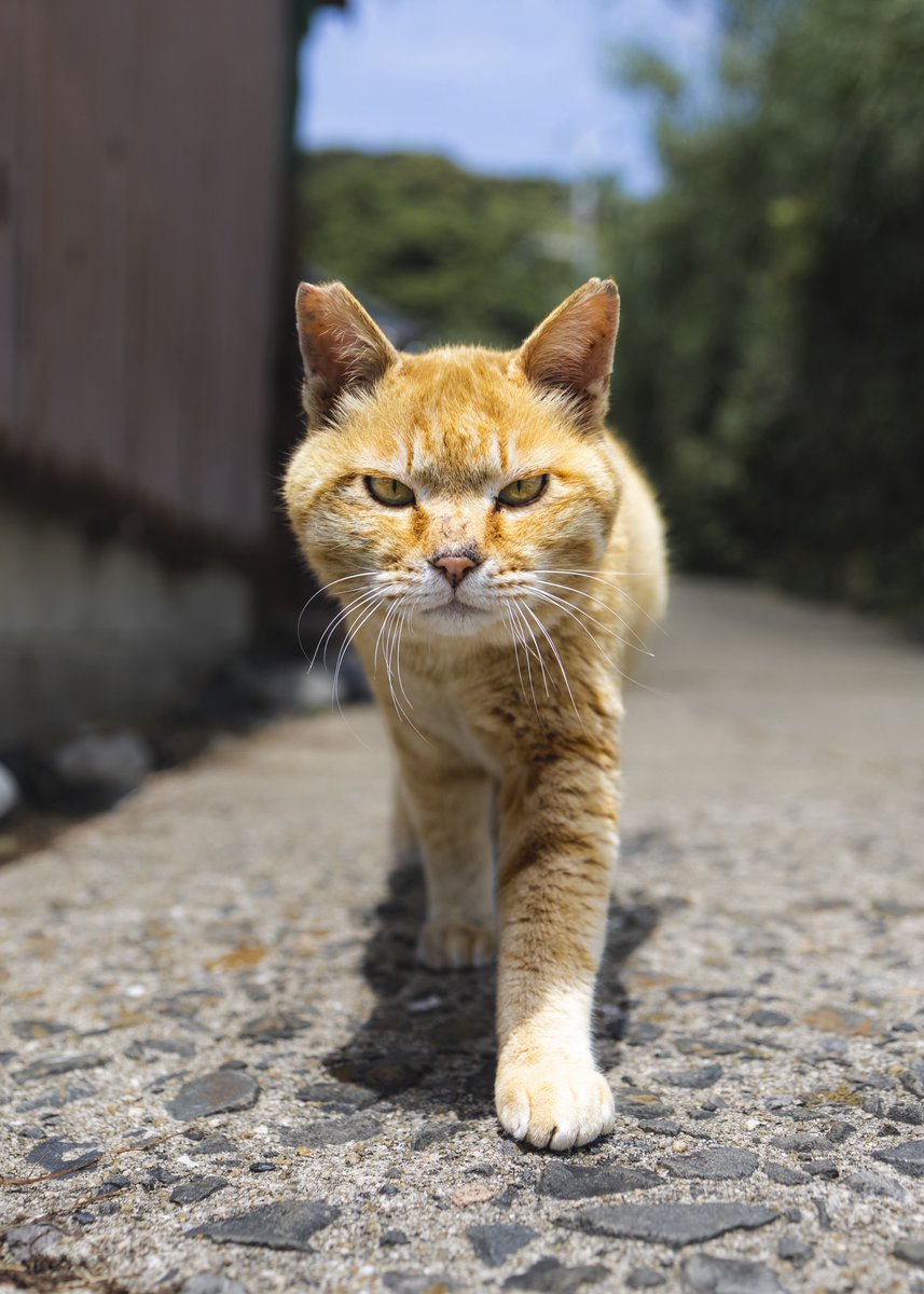spa6ow's tweet photo. 8月8にちは
#世界猫の日 https://t.co/mQ3S9nDJgQ