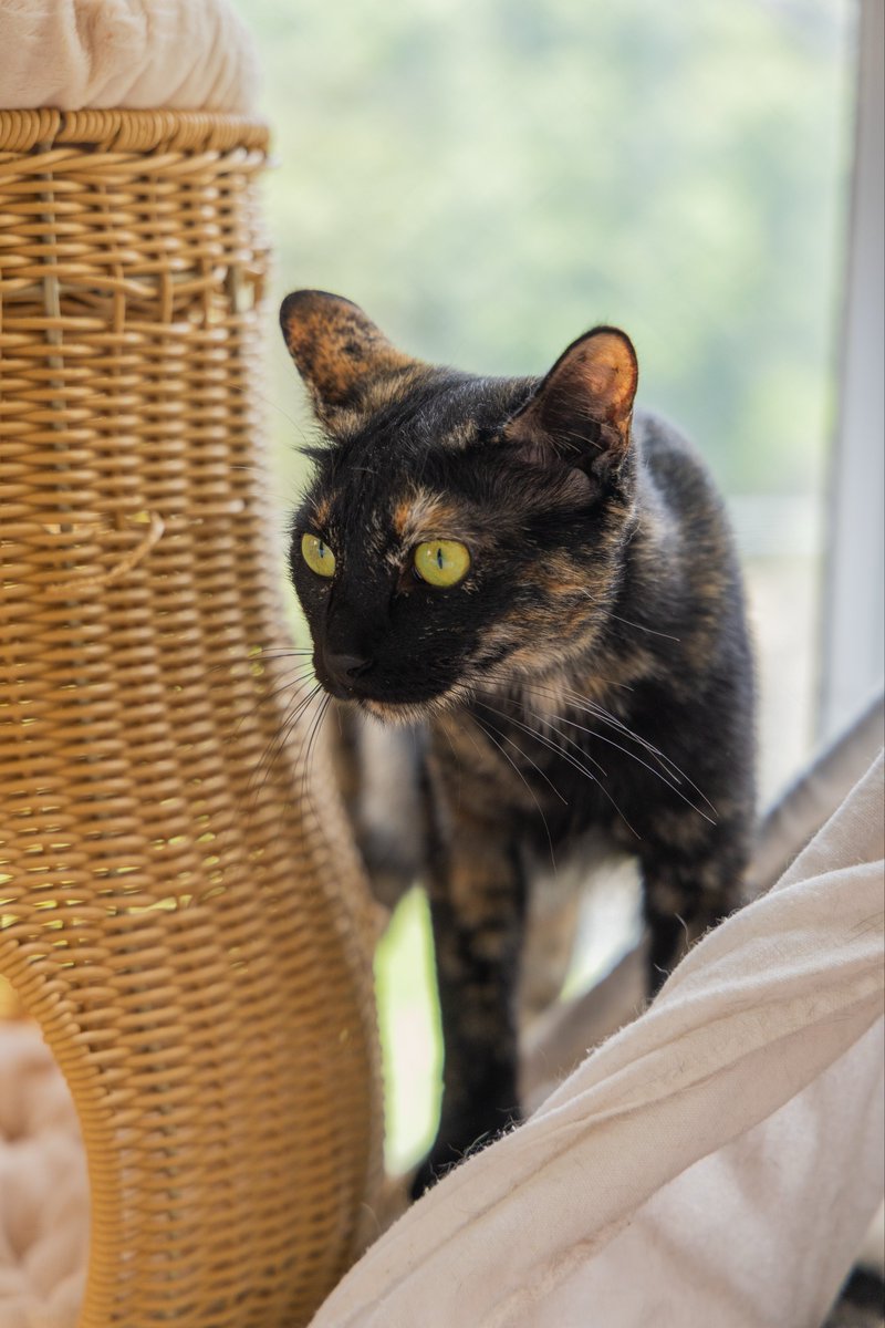 pnncmr's tweet photo. かわいい🐈 #世界猫の日 #photo 
#写真好きな人と繋がりたい 
#カメラ好きな人と繋がりたい https://t.co/m2JSyUjodz