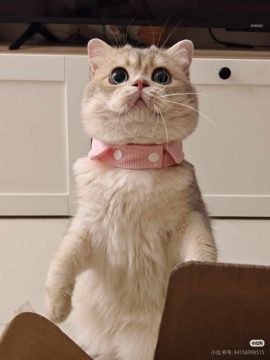 MalikHall_'s tweet photo. 🛝🏩Daily routines feel far more meaningful with a pet around your living space. Morning feeding, afternoon play and night‑time snuggles form sweet steady rituals. Every small interaction deepens your irreplaceable unique human‑pet bond. Appreciate your furry family member and https://t.co/6gInZUhW7Z