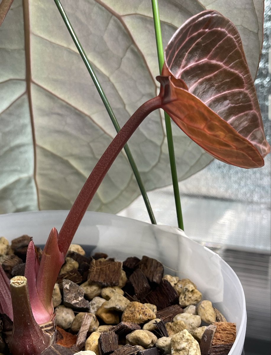 92612IRVINE's tweet photo. #アンスリウム
#Anthurium
A. Red Crystallinum
x A. SKG Silver

セルフ交配
受粉から 80日目
と新葉 https://t.co/X9S6vd2gKq