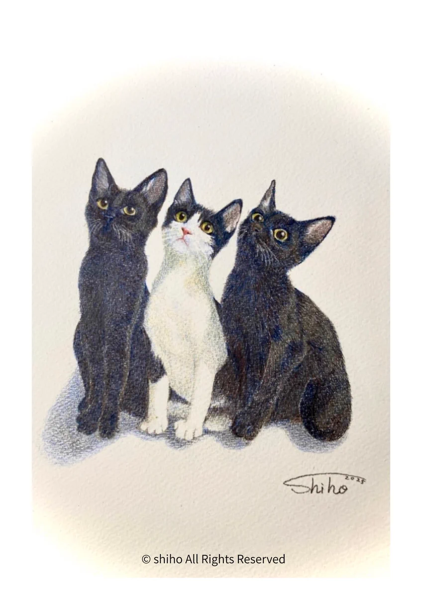 shiho【色鉛筆画】 on X: 