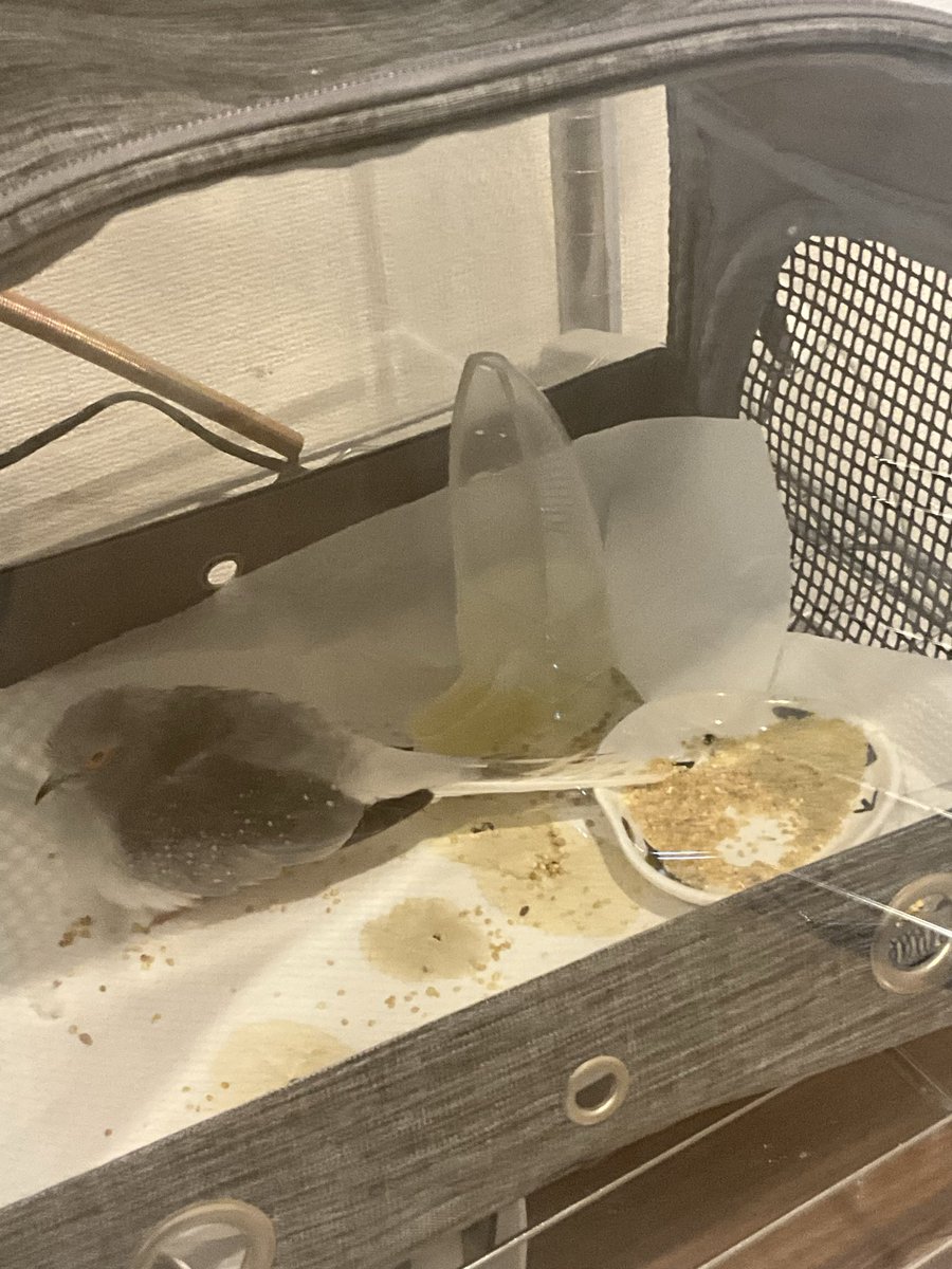 YukkeLabo's tweet photo. アドバイスもらったのですりつぶした餌を与える。
普段と形状が違うからなのかあまり食い付かず。
突いてはくれてる。 https://t.co/c9SvYaB2uY