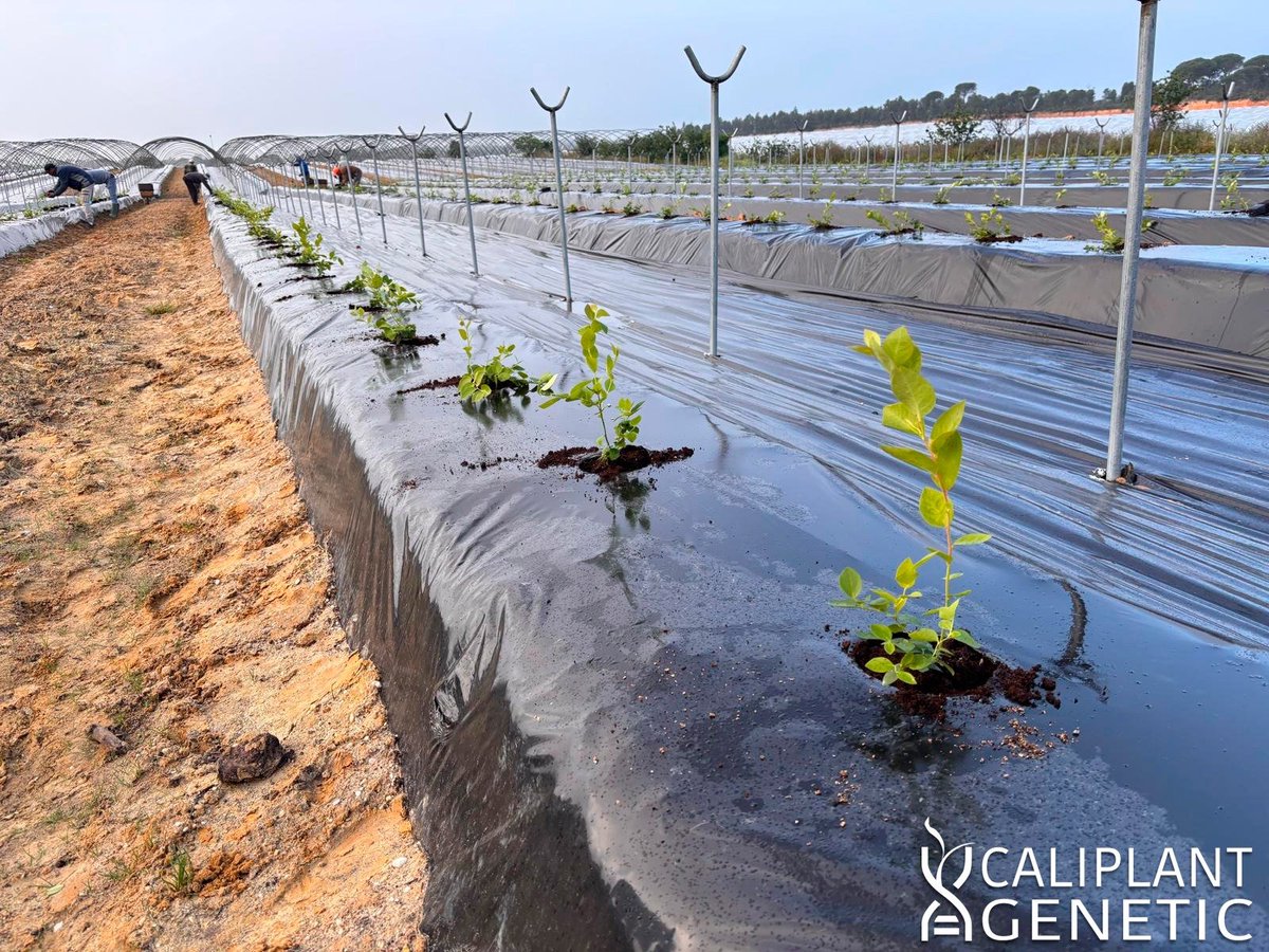 cpgenetic's tweet photo. Compartimos imágenes de las variedades de arándano ALESSIA™ y ABRIL™ tanto del día de la plantación el pasado 8 de abril, como de su estado actual cuatro meses después.

En las mismas podemos apreciar el perfecto desarrollo y vigorosidad de las plantas desde su plantación. https://t.co/spWfe5ewsn