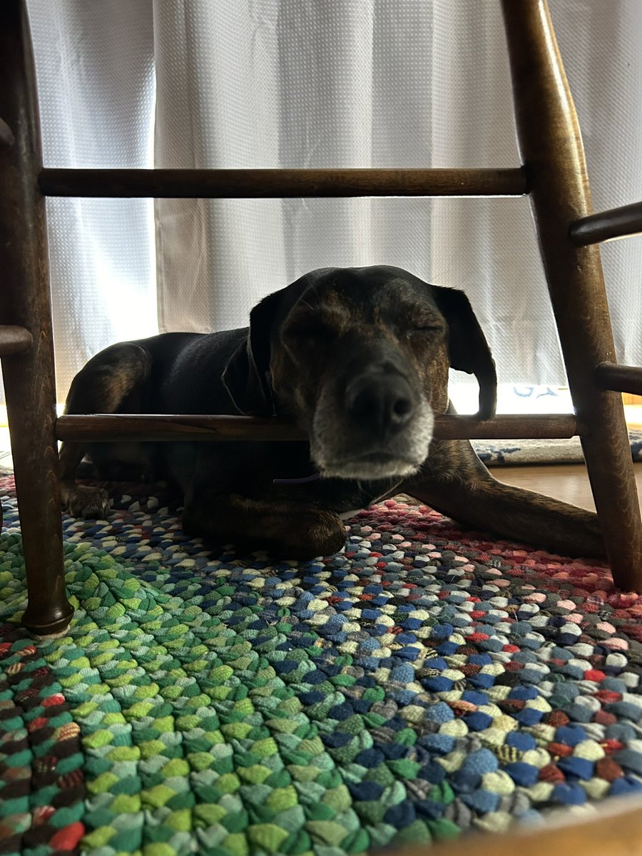 HounddogZenith's tweet photo. Zoomies this morning were rip roaring fun. 😬 Now there is a chair and a sleepy Lucky over the repaired hole. 😴 Have a fun day pals. 😁🩵
#SaturdayMotivation https://t.co/HpT0ozP7yy