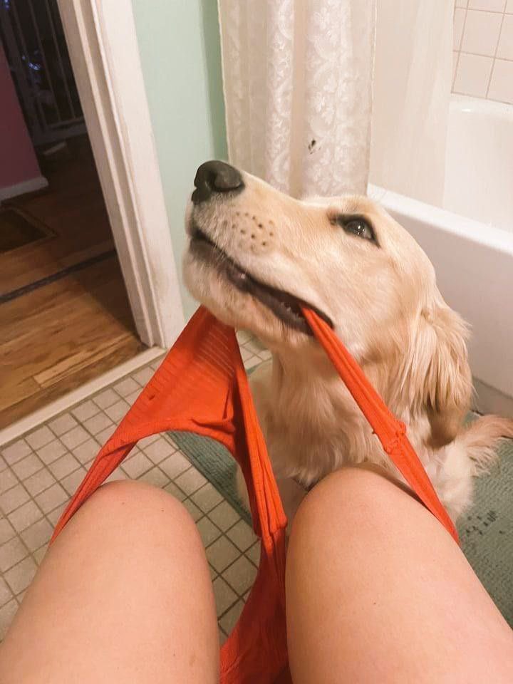 Qwertzoo9's tweet photo. 🖤 Cute puppy. Playful Dog Mum.
If you're wondering what everyone else is talking about...follow up and subscribe via 👇 
https://t.co/QeqrmXPOpY

https://t.co/LGmp30EvKx https://t.co/hxLLbM2jMc