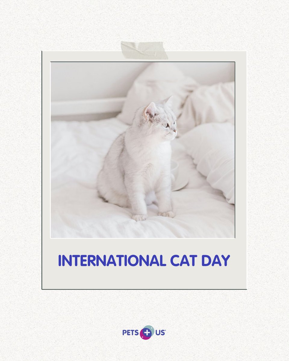 PetsPlusUsIns's tweet photo. This one's for all the international kitties out there! 😎

Don't forget to spoil your felines with treats and goodies from your favorite local shop today to celebrate 🧶 https://t.co/ORLgFOXRRE