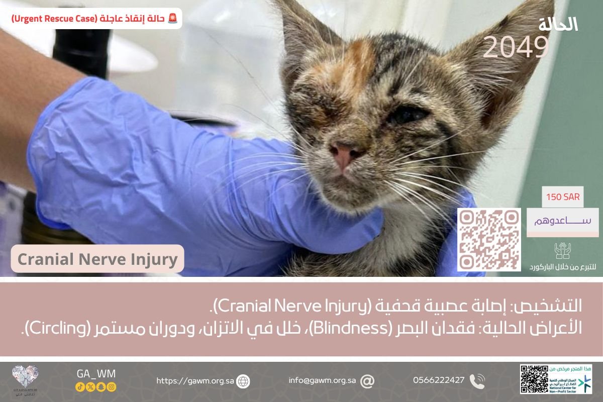 GA__WM's tweet photo. إصابة عصبية شديدة تُفقدها البصر والاتزان! 😿💔 (#الحالة_2049)
حالة مأساوية ومؤلمة جداً تصل إلى عيادة الجمعية بجدة لقطة بريئة تعاني من تدهور عصبي حاد ومخيف. كشف التقرير الطبي والتشخيص عن:
إصابة عصبية قحفية (Cranial Nerve Injury).فقدان البصر (Blindness) 👁️❌.
خلل شديد وحاد في الاتزان.دوران مستمر ومؤثر حول النفس (Circling) نتيجة التضرر العصبي.تعيش هذه الروح حالة من الخوف الشديد والضياع بسبب فقدان البصر والتحكم الحركي، وتحتاج بشكل طارئ وعاجل إلى فحوصات تخصصية دقيقة وبروتوكول علاجي مكثف لإنقاذ جهازها العصبي وتخفيف معاناتها
. 
تبرعكم هو طوق نجاة لها في عتمتها.
💸 طريقة التبرع والمساهمة:
1️⃣ التبرع المباشر والموثق عبر رابط الحالة الرسمي: https://t.co/KeORFLyuu6
2️⃣ أو عبر مسح رمز الاستجابة السريع (QR Code) الظاهر في الصورة المرفقة.تبرعكم ولو بمبلغ بسيط يساهم في علاجها وإعادة الطمأنينة لجسدها المنهك 🤍🐾 الدال على الخير كفاعله
.
#تعايش_معي #تبني_قطط #قطط_جدة #عيادة_بيطرية_جدة #لا_تشتري_بل_تبنى #rescuecats #adoptdontshop #catsofinstagram #catsofjeddah #catadoptionjeddah #vetclinicjeddah