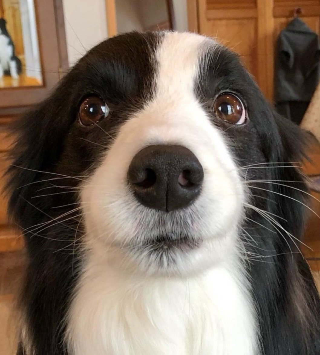 puppies_video's tweet photo. Do you love this puppy eyes https://t.co/BFEYZ2ffpW