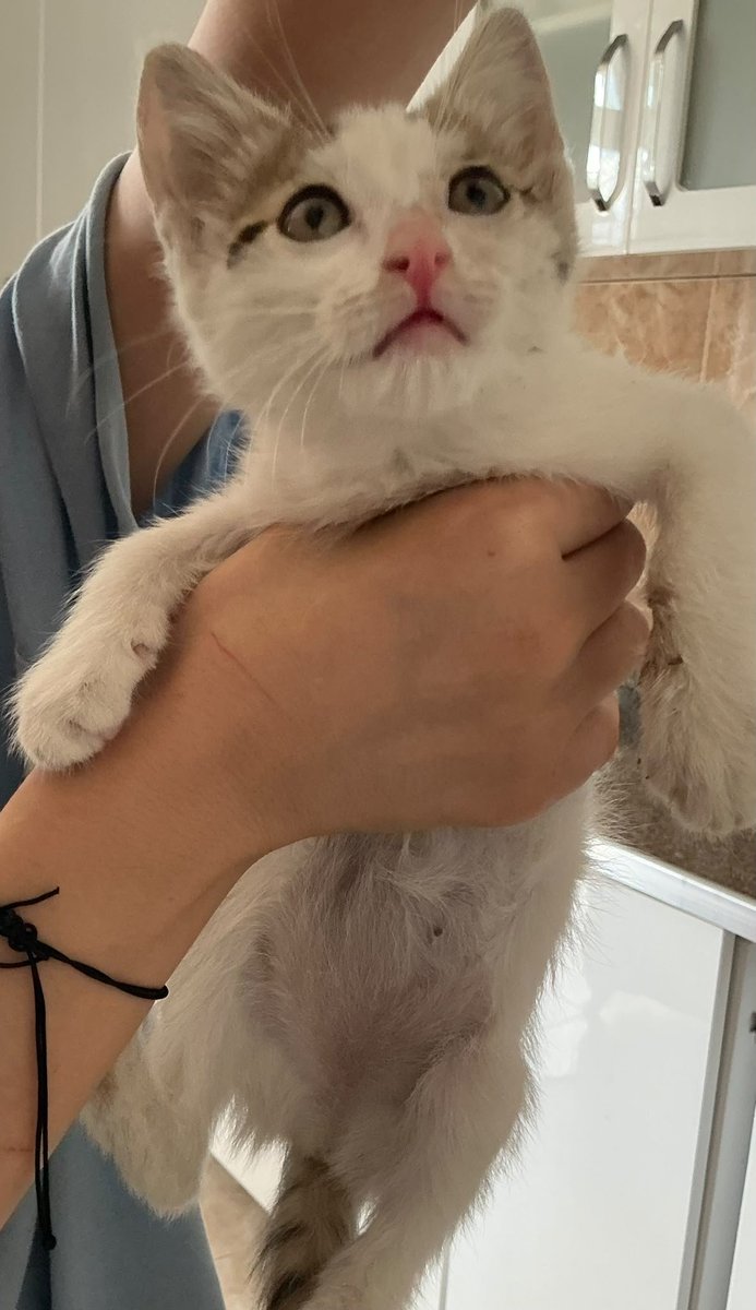 fio7bg's tweet photo. su bebise bakınnn bahcedeydi ve gözü kapanmıstı 😭 sükür adam ettim mamisini de verdim şimdi anneye teslim etme vakti ☹️ https://t.co/taoNuhXj8d