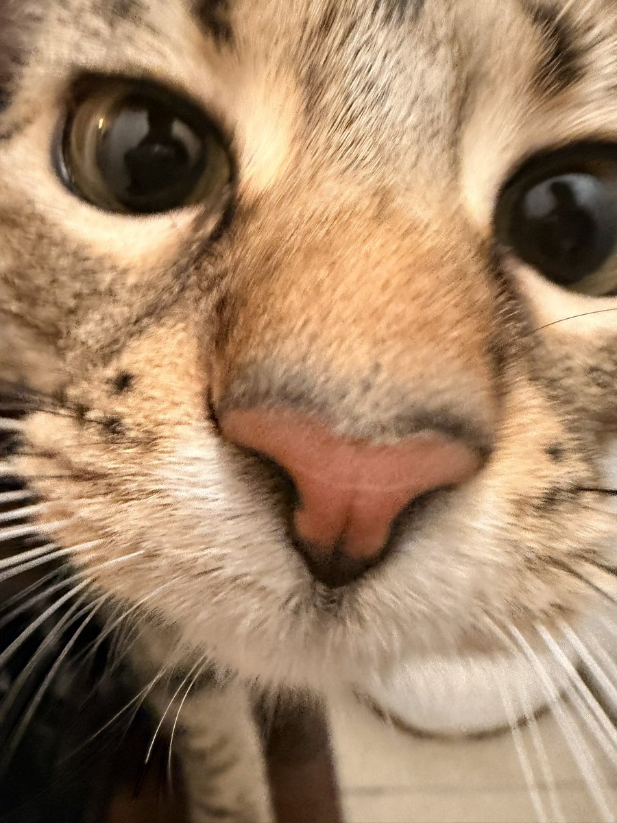 koda_254's tweet photo. KITTYYYYYYYYY!!!!!!!! https://t.co/yHertMqLqd