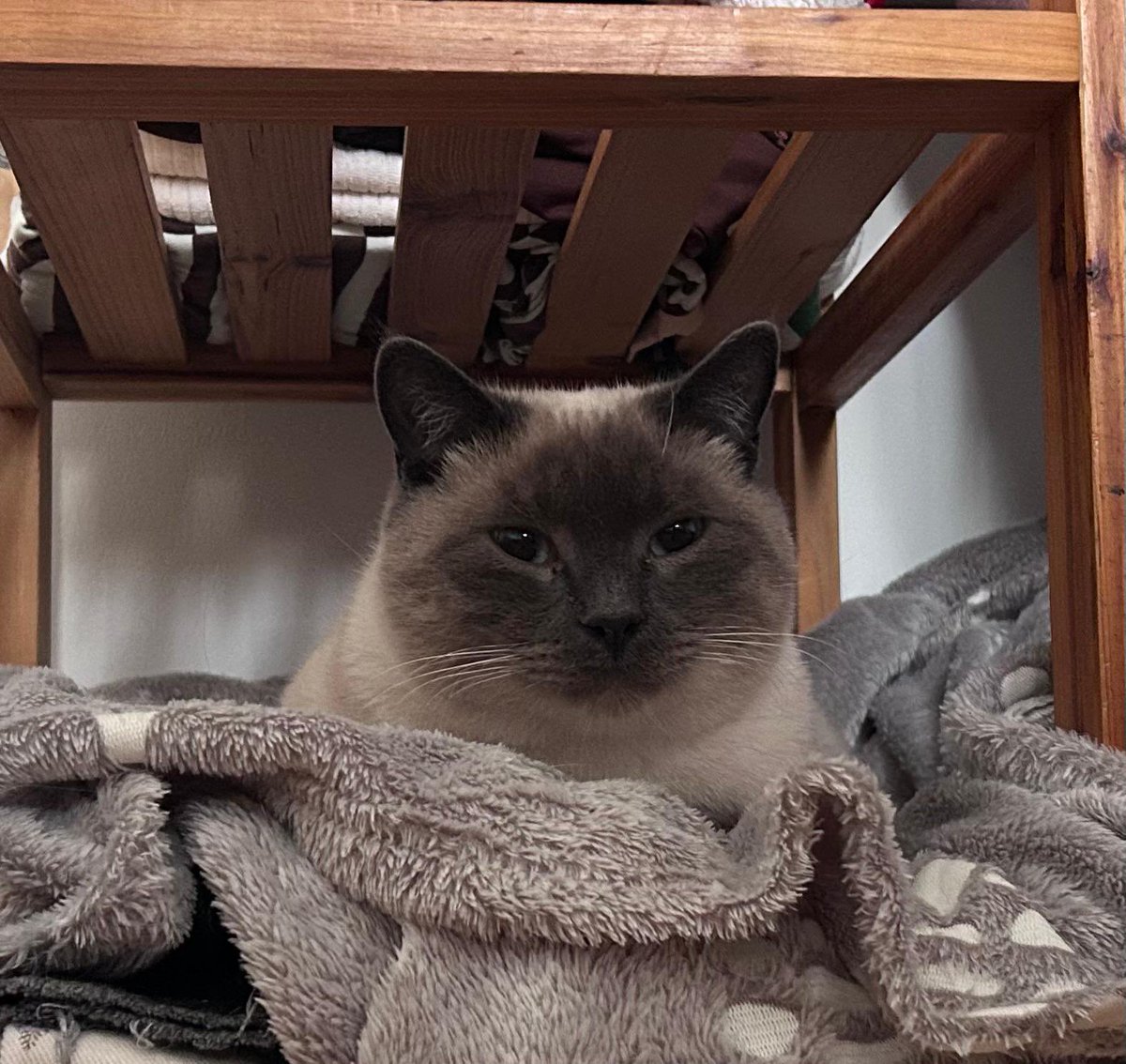 tinytoupie's tweet photo. mon beau chiffon qui se laisse câliner et photographier par ses grands-parents 🥰🥰 https://t.co/8XUbac8gcB