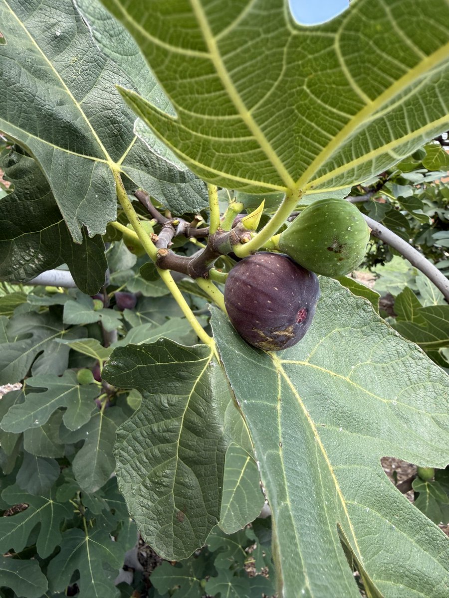 WDCGardener's tweet photo. Attended a tour of the fig trees yesterday at the @umdabg with Sam Bahr. We got to taste several varieties and ask lots of fig growing questions. #gardendc #figs #umd #figseason https://t.co/fVH9DM1WGj