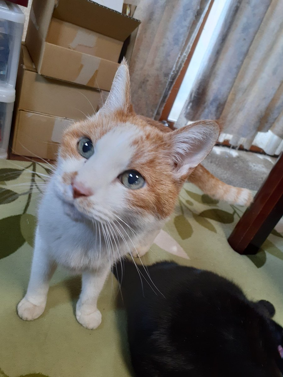 chimakitocats's tweet photo. 世界中の猫たちが穏やかに暮らせますように
#世界猫の日 https://t.co/bBMOqeuY74