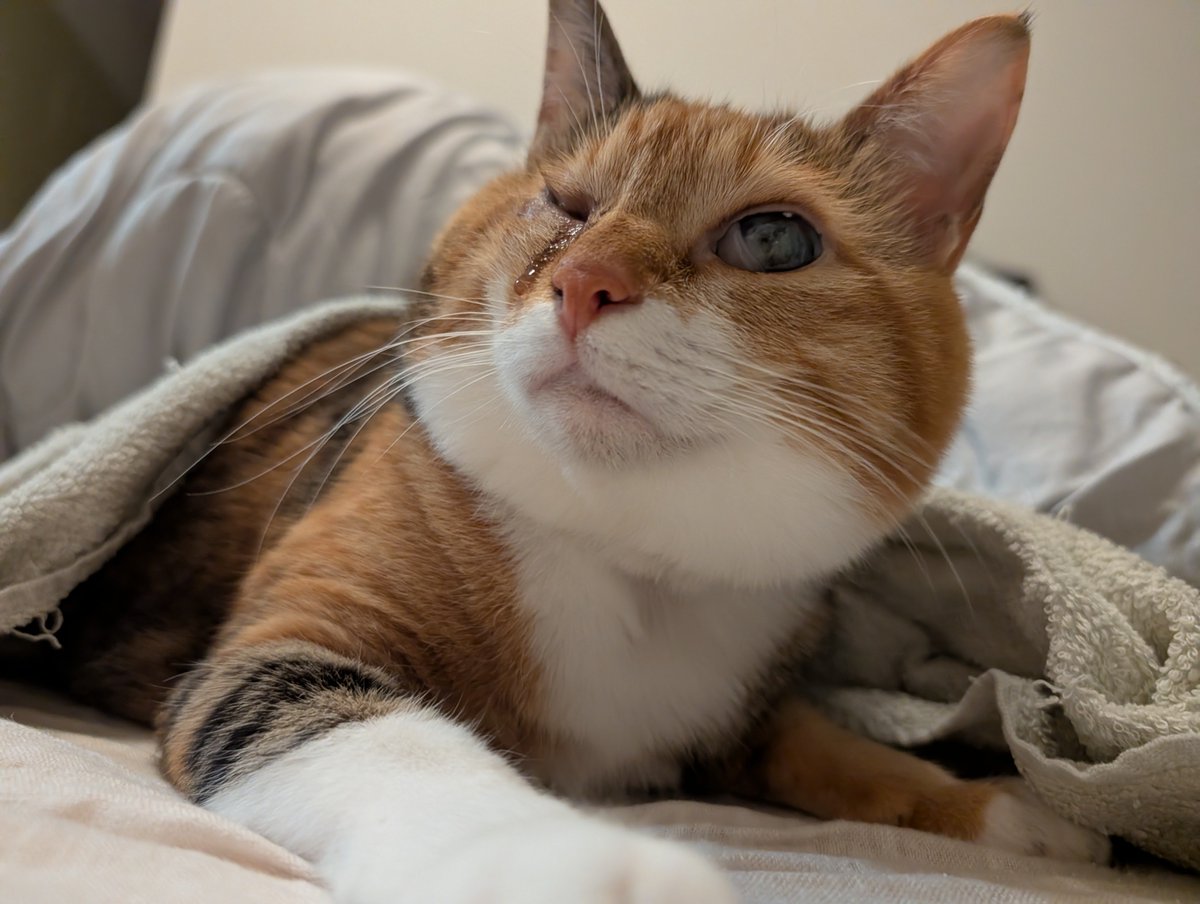 MatsuriCatFes's tweet photo. 8/8は #世界猫の日 ですね
世界のことまでは残念ながら全部はわかりませんが、少なくとも我が家は猫たちのおかげで平和です https://t.co/75c9ZMxMXD