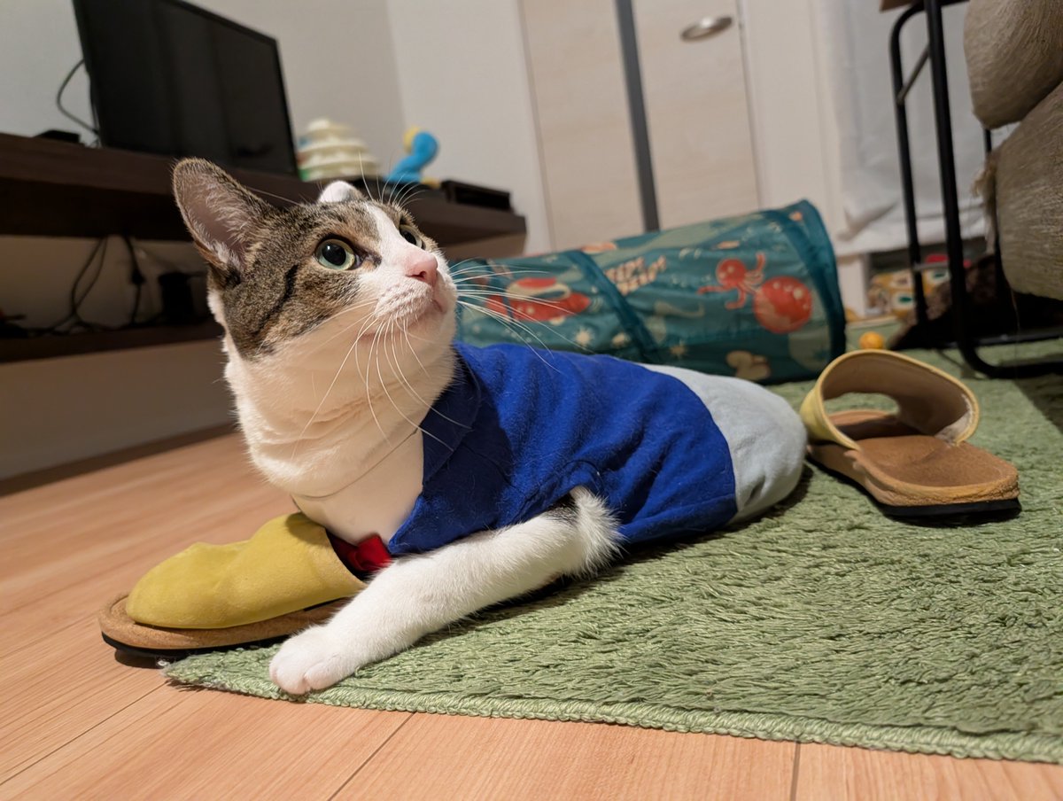 MatsuriCatFes's tweet photo. 8/8は #世界猫の日 ですね
世界のことまでは残念ながら全部はわかりませんが、少なくとも我が家は猫たちのおかげで平和です https://t.co/75c9ZMxMXD