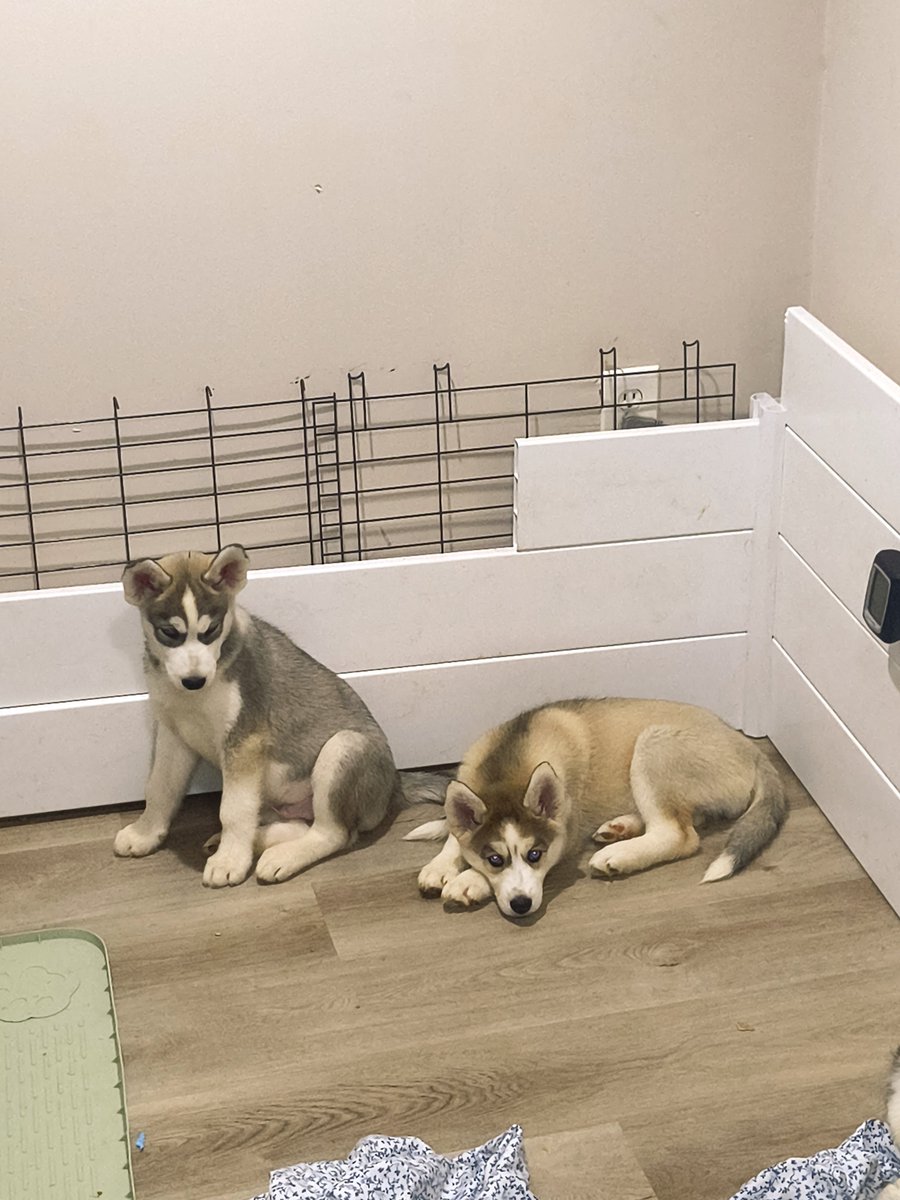 A_Blount45's tweet photo. Husky puppies for sale. Local pick up. 2 girls 1 boy. I'm located in the Philadelphia area $650 . DM me if you're interested https://t.co/U32lOSPXSV