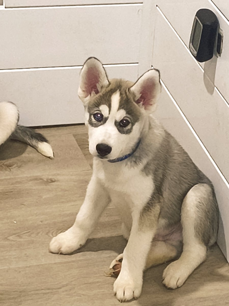 A_Blount45's tweet photo. Husky puppies for sale. Local pick up. 2 girls 1 boy. I'm located in the Philadelphia area $650 . DM me if you're interested https://t.co/U32lOSPXSV