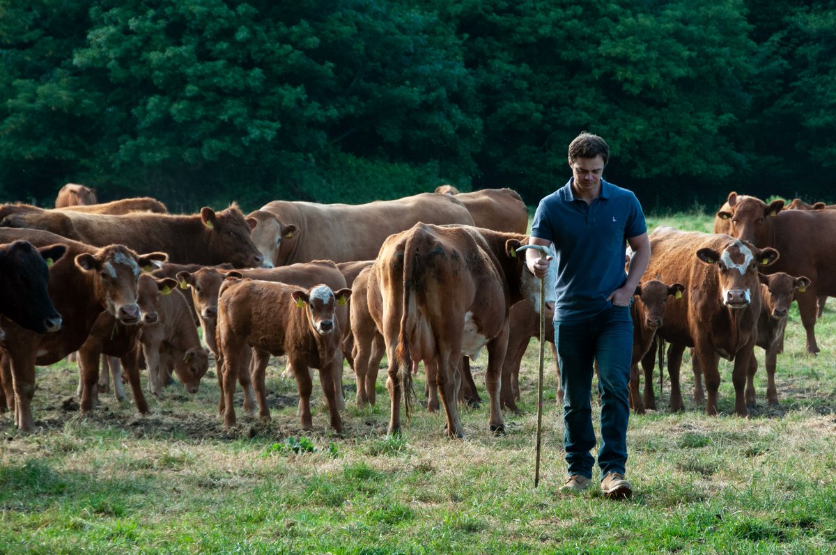 SamaHoole's tweet photo. The British government has spent public money telling you to eat less of the most tightly regulated beef on earth, while the docks fill up with the alternative.

Here is what stands behind a British beef animal:

- Grass, and almost nothing else. Around 90 per cent of the lifetime diet.
- Two thirds of British farmland, which grows grass and nothing else ever will.
- Rain. Over 90 per cent of the water in that animal fell out of the sky.
- A herd of 27 head. That is the British average. A family, a dog, a field.
- No hormone growth promoters. Banned here in 1988. Standard in the United States.
- No ractopamine. Banned here. Legal in twenty-odd countries selling to us.
- No routine antibiotics for growth. Banned across the UK since 2006.
- Traceability from birth to plate. Every animal has a passport and a number.
- CCTV in every live-animal area of an English abattoir since 2018.
- A carbon footprint under half the global average for beef.

Cattle and sheep together are 5.7 per cent of this country's emissions.

The official advice, published and funded and taught in schools, is to eat less of it.

Now the trade figures. Beef imports have surged. The English cattle herd is at 4.91 million head, the lowest since records began in 1984. Farms held since Victoria are selling the cows and letting a fund plant trees on the field.

None of that reduces the beef eaten in Britain by one kilo. It moves where it comes from. Dismantle the highest-welfare beef system on the planet, and backfill it with beef raised under rules we outlawed in 1988, shipped six thousand miles, sold on the same shelf under the same word, a fifth cheaper.

An outsourcing arrangement with a rosette on it.

Ask the man at the counter where it came from. If he cannot name the farm, buy it somewhere he can, and buy the fatty cuts while you are there.

They are not asking you to eat less meat.

They are asking you to eat somebody else's.