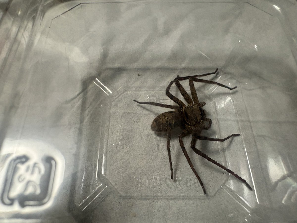 chapichapio8's tweet photo. アシダカちゃん達のお家掃除が1番緊張するかも
誘導したらみんなカップに入ってくれるけど走り出したらと思うと:(´◦ω◦｀):ｶﾀｶﾀ https://t.co/62J6ZGuvzI