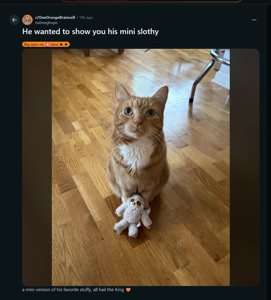 Goated_Dev2's tweet photo. BRAND NEW PUNCH ON REDDIT??

This super cute cat is always postring pics with his little "Slothy" plushie

the name of the cat is Nutmeg, name of user acc and mentions before

https://t.co/bfBX5mOg0P https://t.co/A2LGq3emFN