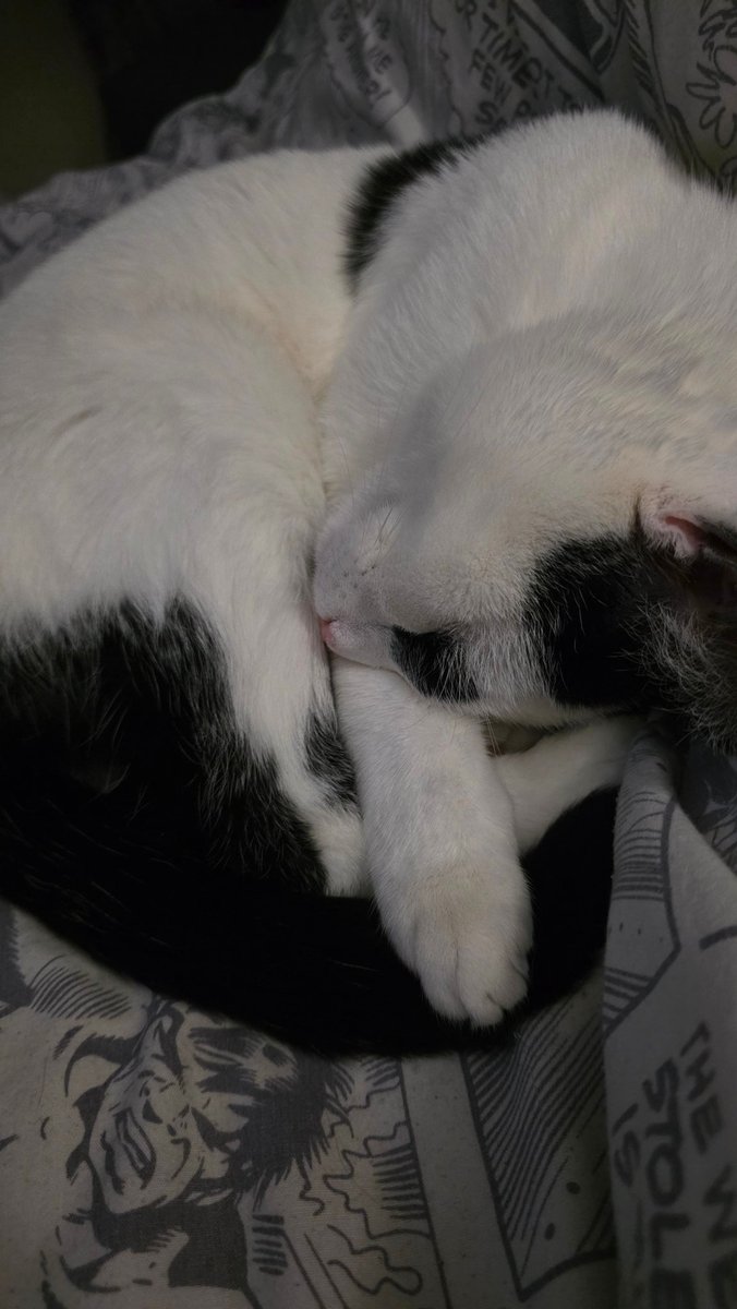 lauraculsh's tweet photo. Reality of #endometriosis I am an endo warrior! 

Come and support us or make a donation if you can! My boy protecting me ♥️ #caturday #internationalcatday

https://t.co/urhJumB92H https://t.co/U6Msbl4wFr
