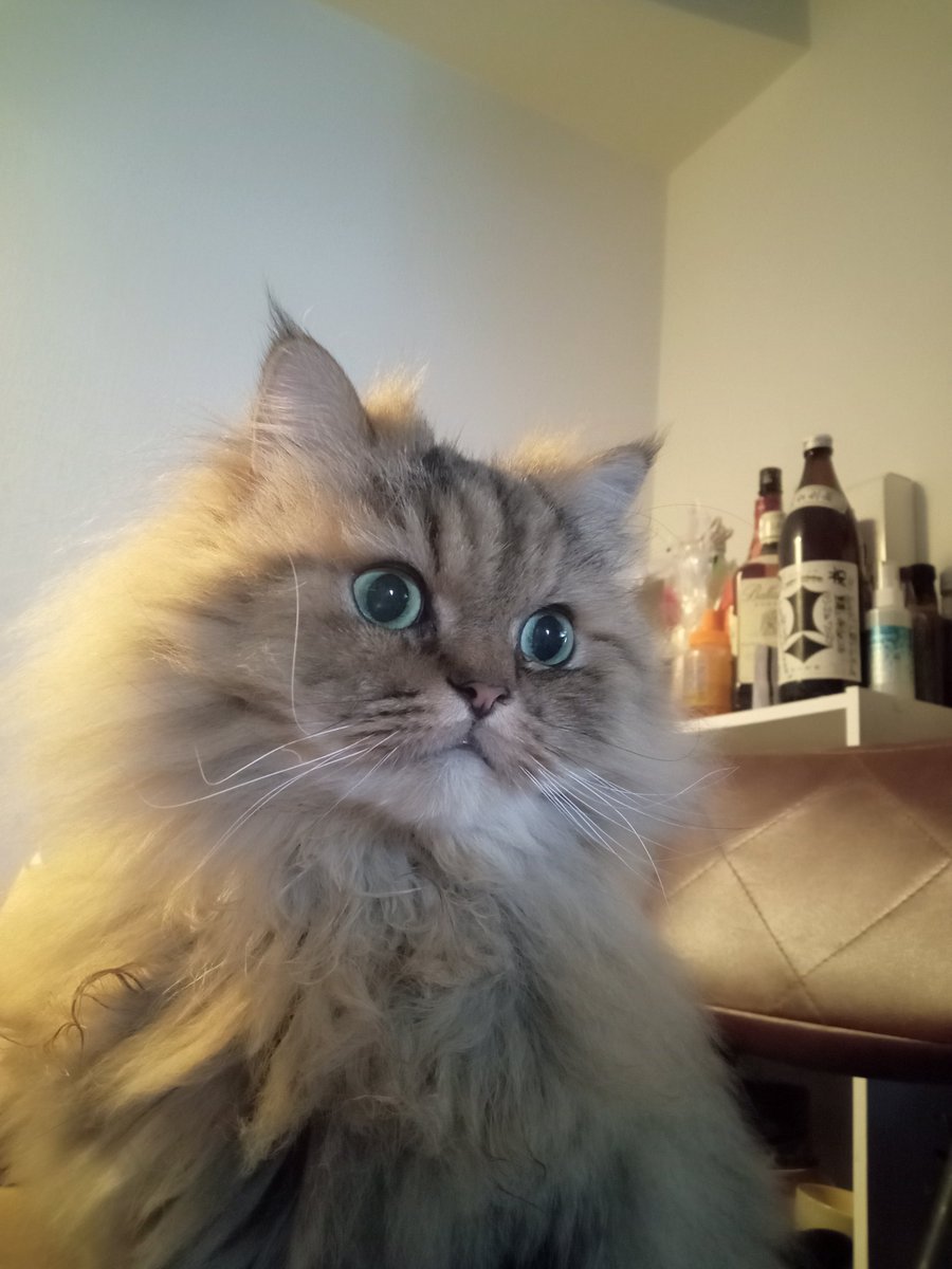 Charo_0625's tweet photo. こんばんは🌜️
今日は8月8日は「世界猫の日」なので、在りし日のチャロをご覧ください〜🐈️🐧✨️ https://t.co/FMVeydHC1C