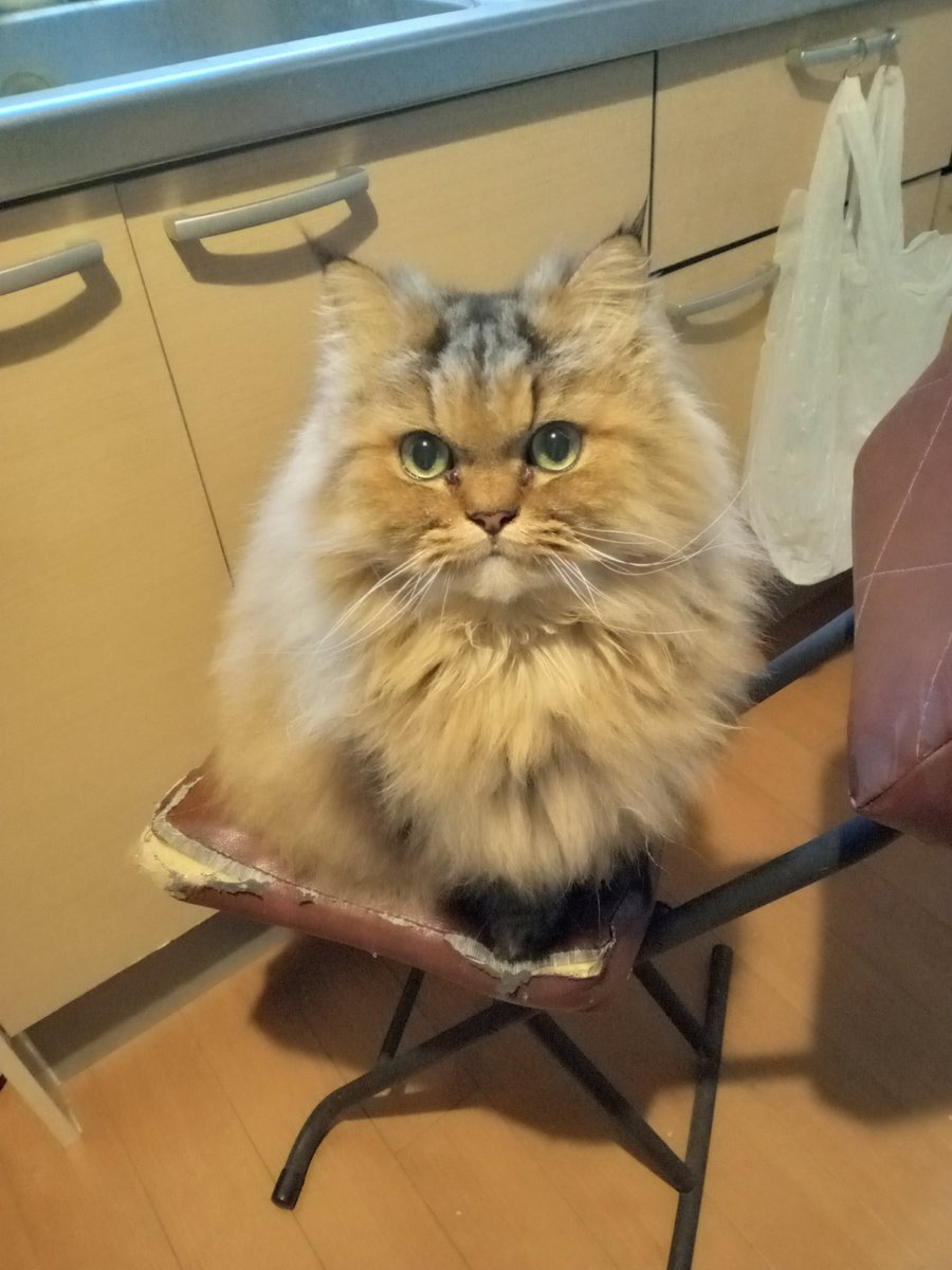 Charo_0625's tweet photo. こんばんは🌜️
今日は8月8日は「世界猫の日」なので、在りし日のチャロをご覧ください〜🐈️🐧✨️ https://t.co/FMVeydHC1C