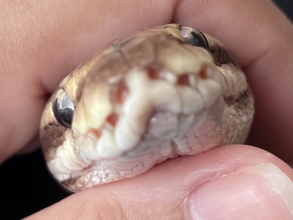 fluffy_cyanide's tweet photo. Snek https://t.co/VcGkMkaDfM