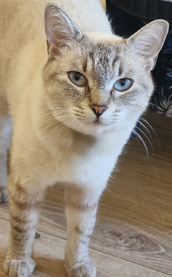 vigipets's tweet photo. 🟠 🐱 Chat perdu le 01/08/2026 à Béziers (34500).
Race : Sacré de Birmanie / Âge : 4 an(s)
Nala / Femelle / Identifié(e) : Oui

☎️ 0618393434
📧  estellethomas77@yahoo.fr

#chatperdu #chattrouve #chat #perdu #trouve https://t.co/JMFyiRTMpY