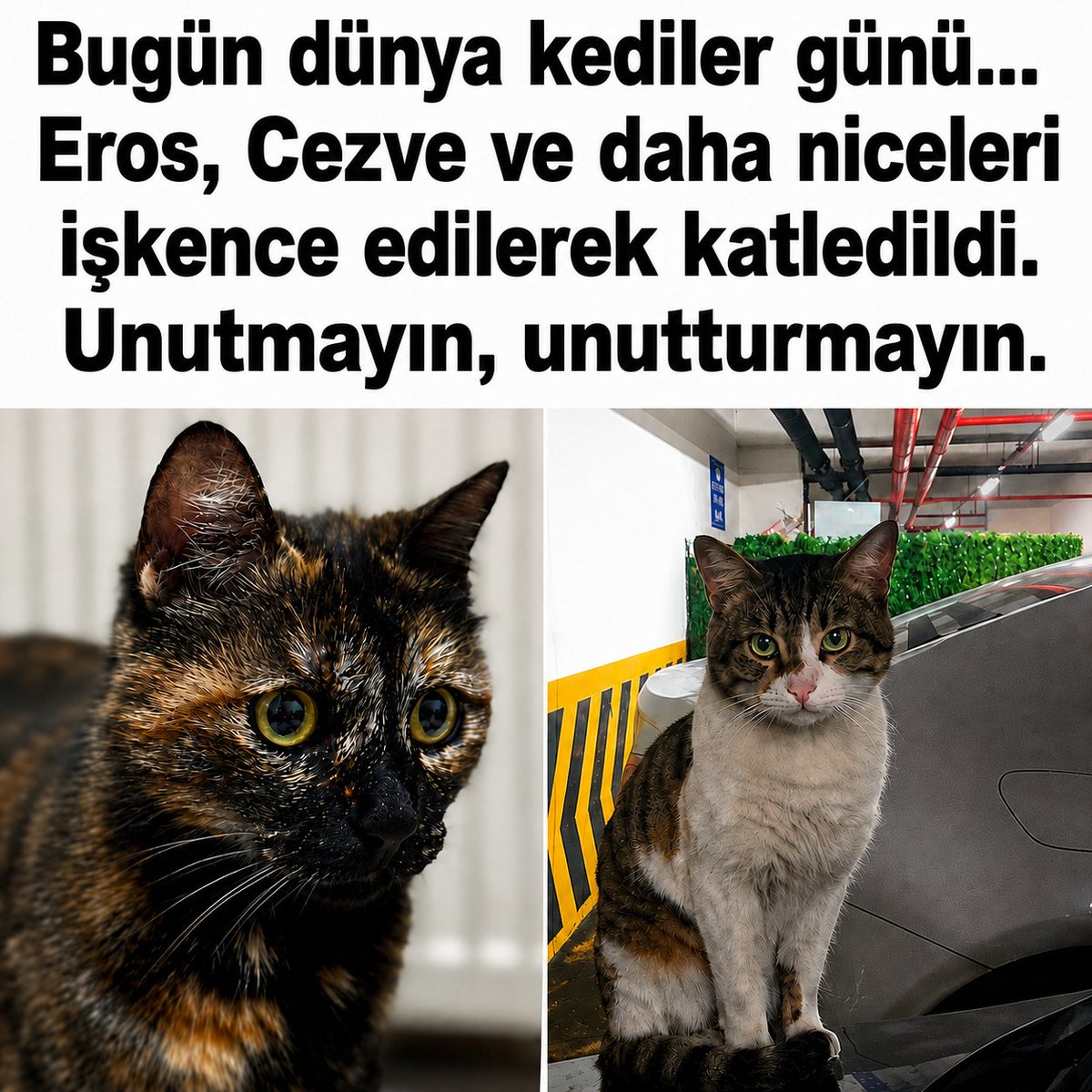 barisvegan's tweet photo. #ErosİçinAdalet #CezveİçinAdalet https://t.co/XkduQep1jF