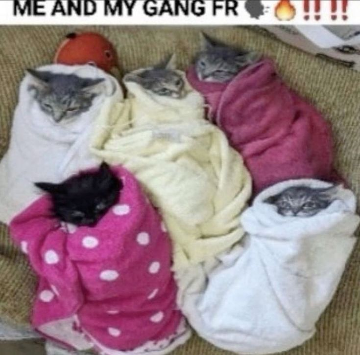 CatPosted's tweet photo. https://t.co/OV2fIRoYqy