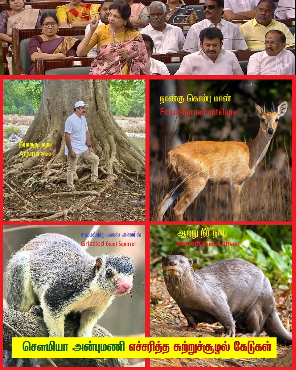arulgreen's tweet photo. "மேகதாது அணை: சௌமியா அன்புமணி எச்சரித்த சுற்றுச்சூழல் கேடுகள்!" - கட்டாயம் படிக்க வேண்டிய கட்டுரை!

-----------
தமிழ்நாடு சட்டமன்றத்தில் முனைவர் சௌமியா அன்புமணி அவர்கள் - மேகதாது அணையை கட்டினால் நீர் மருது மரம், நீர் நாய், சாம்பல்நிற அணிகள், நான்கு கொம்பு மான் இனங்கள் அழிந்து போகும் என்று குறிப்பிட்டார். 

மிகவும் முக்கியத்துவம் வாய்ந்த இந்த சூழலியல் ஆபத்து குறித்து விரிவாகக் காண்போம்: 
-----------

"காவிரி வனவிலங்கு சரணாலயம் அழிப்பு"

காவிரி வனவிலங்கு சரணாலயமானது (Cauvery Wildlife Sanctuary) கர்நாடகாவில் மாண்டியா, சாமராஜநகர் மற்றும் ராமநகர் மாவட்டங்களில் 510.52 சதுர கி.மீ பரப்பளவில் அமைந்துள்ளது. யானைகள், சிறுத்தைகள், கடமான்கள் மற்றும் பல்வேறு பறவை இனங்களின் முக்கிய வாழிடமாக இது விளங்குகிறது. 

காவிரி ஆற்றினை நடுவாக வைத்து இருபுறமும் அமைந்திருப்பதால் இது காவிரி வனவிலங்கு சரணாலயம் எனப்படுகிறது. சர்வதேச அளவில் முக்கியத்துவம் வாய்ந்த உயிரிப்பன்மய பகுதியாக (KFA - Key Biodiversity Area of international significance) இது 2007ஆம் ஆண்டு முதல் அங்கீகரிக்கப்பட்டுள்ளது. எனவே, இந்திய அளவில் மட்டுமல்லாமல் உலக அளவிலும் பாதுகாக்கப்பட வேண்டிய உயிரிப்பன்மய பகுதி இதுவாகும்.

மேகதாது அணைத்திட்டம் கொண்டுவரப்பட்டால், அதனால் காவிரி வனவிலங்கு சரணாலயத்தின் 7,862 ஏக்கர் நிலப்பரப்பும், அருகில் உள்ள பாதுகாக்கப்பட்ட வனப்பகுதியில் 4,619 ஏக்கர் நிலப்பரப்பும் என மொத்தம் சுமார் 12,000 ஏக்கர் காடுகள் நீரில் மூழ்கி அழியும் என மதிப்பிடப்பட்டுள்ளது. இந்த பகுதியில் வனவிலங்குகள், பலவிதமான உயிரினங்கள், மரங்கள், தாவரங்கள் என வளமான காட்டுப்பகுதி அமைந்துள்ளதால், இவை நீரில் மூழ்கி அழிவது மிகப்பெரிய சூழலியில் கேடாக முடியும்.

"புலிகள் பயணவழி பாதிப்பு (Tiger Corridor)"

கர்நாடக மாநிலத்தில் அமைந்துள்ள மாதேஸ்வரன் மலை சரணாலயம் மற்றும் பிலிகிரி ரங்கசுவாமி கோயில் (BRT)  புலிகள் காப்பகம் ஆகியவை முக்கியத்துவம் வாய்ந்த புலிகள் வாழிடங்கள் ஆகும். புலி, சிறுத்தை, யானை, இந்திய காட்டெருமை, கரடி, மற்றும் பல வகையான மான்கள் இந்த பகுதிகளில் வாழ்கின்றன.

இந்த இரண்டு காப்பகங்களுக்கு இடையே புலிகள் வழக்கமாக பயணிக்கும் பயணப்பதையில் தான் மேகதாது அணையை கட்ட திட்டமிட்டுள்ளார்கள். இத்திட்டத்தால் புலிகள் பாதிக்கப்படும். புலிகளால் மனிதர்கள் பாதிக்கப்படுவது அதிகரிக்கும் எனக்கூறி, இந்திய அரசின் தேசிய புலிகள் பாதுகாப்பு ஆணையம் (National Tiger Conservation Authority - NTCA) மேகதாது அணைத் திட்டத்தை எதிர்த்துள்ளது.

-----------
"அரியவகை உயிரினங்கள் அழிவு"

உலகெங்கும் அழியும் நிலையில் உள்ள தாவரங்கள் மற்றும் விலங்குகளை, பன்னாட்டு இயற்கைப் பாதுகாப்புச் சங்கம் (International Union for Conservation of Nature - IUCN) எனும் அமைப்பு சிவப்பு பட்டியலாக (Red List) வெளியிட்டுள்ளது. அந்தப் பட்டியலில் மிகவும் முக்கியத்துவம் வாய்ந்த பல உயிரினங்கள் காவிரி வனவிலங்கு சரணாலயத்தில் உள்ளன.

"நான்கு கொம்பு மான் (Four-horned antelope)"

நான்கு கொம்பு மான் (Four-horned antelope) காவிரி வனவிலங்கு சரணாலயத்தில் காணப்படும் மிகச்சிறிய அரிய வகை மான் இனமாகும். வழக்கமான மான்களைப் போலன்றி, இவற்றின் ஆண் மான்களுக்கு மட்டும் இரண்டு ஜோடிகளாக நான்கு கொம்புகள் இருப்பது இவற்றின் தனித்துவமான அடையாளமாகும். 

இவை மஞ்சள்-பழுப்பு அல்லது சிவப்பு நிறத்தில், மெல்லிய கால்களுடன் இருக்கும். 55-64 செ.மீ. உயரம் வரை வளரும் இந்த மான்கள் சுமார் 17-22 கிலோ எடை கொண்டவை.  இரண்டு கொம்புகள் காதுகளுக்கு இடையிலும், மற்ற இரண்டு கொம்புகள் நெற்றியிலும் அமைந்திருக்கும்.

IUCN Red List அழிந்து வரும் உயிரினங்கள் பட்டியலில் பாதிக்கப்படக்கூடியவை (Vulnerable) என வகைப்படுத்தப்பட்டு, வனவிலங்கு பாதுகாப்புச் சட்டத்தின் கீழ் பாதுகாக்கப்படும் மான் இனம் இதுவாகும். மேகதாது அணை கட்டப்பட்டால் இந்த அரியவகை மானினம் அழிந்துபோகும்.

"சாம்பல் நிற மலை அணில் (Grizzled Giant Squirrel)"

சாம்பல் நிற மலை அணில் (Grizzled Giant Squirrel) என்பது தென்னிந்தியாவின் மேற்குத் தொடர்ச்சி மலைகளில் மட்டுமே காணப்படும் அரிய வகை பாலூட்டியாகும்.  பூனை அளவுக்கு பெரிய உடலமைப்பைக் கொண்டவை. உடலின் முதுகுப்பகுதி கருப்பு மற்றும் வெள்ளை முடிகள் கலந்து சாம்பல் நிறத்திலும், முகம் மற்றும் வயிறு வெண்மை நிறத்திலும் காணப்படும். 

மரங்களின் உச்சியிலேயே வாழும் பழக்கம் கொண்டவை. பழங்கள், கொட்டைகள் மற்றும் மரப்பட்டைகளை உணவாக உட்கொள்கின்றன.

IUCN Red List அழிந்து வரும் உயிரினங்கள் பட்டியலில் சாம்பல் நிற மலை அணில் Near Threatened என வகைப்படுத்தப்பட்டுள்ளது. மேகதாது அணை கட்டப்பட்டால் இந்த அரியவகை மலை அணில் அழிந்துபோகும்.

"ஆற்று நீர் நாய்கள் (Smooth-Coated Otters)"

நன்னீர் பகுதிகளில் சதுப்பு நிலங்கள், ஈர நிலங்கள், ஆறுகள், குளங்கள் மற்றும் நெல் வயல்களில் நீர் நாய்கள் காணப்படுகிறன. உலகில் மொத்தமே 13 வகையான நீர் நாய்கள் மட்டுமே உள்ளது. அதில் இந்தியாவில் மூன்று வகையான நீர் நாய்கள் காணப்படுகிறது. 

Smooth-Coated Otters எனப்படும் ஆற்று நீர் நாய்கள் IUCN Red List அழிந்து வரும் உயிரினங்கள் பட்டியலில் அழிய வாய்ப்புள்ள விலங்குகளாக (Vulnerable Species) வகைப்படுத்தப்பட்டுள்ளது. இவை ஆறும் மணல் திட்டுகளும் கலந்த பகுதிகளில் வாழும் தன்மை கொண்டவை. இவற்றின் வாழிடங்களில் காவிரி வனவிலங்கு சரணாலயம் முதன்மையானதாகும். மேகதாது அணை கட்டப்பட்டால் மணல் திட்டுகள் அழிந்துபோகும். அரியவகை ஆற்று நீர் நாய்களும் அழிந்துபோகும்.

"நீர்மருது மரம் (Arjuna tree)"

காவிரி வனவிலங்கு சரணாலயத்தில் உள்ள மிக முதன்மையான மரம் நீர்மருது ஆகும். ஒரு பகுதியின் உயிரிப்பன்மயச் சூழலை தீர்மானிப்பதில் முக்கியத்துவம் வாய்ந்த மரமாக (keystone species) இது வகைப்படுத்தப்பட்டுள்ளது. இவை மண்வளத்தை மேம்படுத்துகின்றன. 

நீர்மருது மரங்கள் மிகவும் உயரமாகவும் பரப்பளவில் பெரிதாகவும் வளர்கின்றன. இதனால் பல்வேறு உயிரினங்கள் மற்றும் பறவைகளின் வாழிடமாக இவை உள்ளன. குறிப்பாக, அழிவின் விளிம்பில் உள்ள 4 வகையான பாறு கழுகுகளின் கடைசி புகலிடமாக நீர்மருது மரங்கள் உள்ளன.  

மேகதாது அணை கட்டப்பட்டால் ஆயிரக்கணக்கான நீர்மருது மரங்களும் அவற்றுடன் இணைந்த உயிர்ச்சூழல் அமைப்பும் அழிந்துபோகும்.  

-----------
மேகதாது அணை திட்டம் என்பது ஒரு மாபெரும் சூழலியல் பேரிடராக முடியக்கூடிய திட்டம் ஆகும். ஒருபக்கம் காலநிலை மாற்றத்தை கட்டுப்படுத்தவும் உயிரிப்பன்மய அழிவை தடுக்கவும் முயற்சிப்பதாக கூறிக்கொண்டே, அதற்கு நேரெதிராக சூழலியல் பேரழிவு திட்டத்தை செயலாக்க முயற்சிப்பது அறிவு நாணயமற்ற நடவடிக்கை ஆகும். இன்றைய வாக்குவங்கி அரசியலுக்காக நாளையை தலைமுறையை நாசமாக்கக் கூடாது. 

ஒரு இனத்தை அழித்தொழிக்க முயற்சிப்பது இனப்படுகொலை (Genocide). அதே போன்று இயற்கையை அழித்தொழிக்க முயற்சிப்பது சூழல்படுகொலை (Ecocide). (GENOCIDE is the intentional destruction of a national, ethnic, racial, or religious group. #ECOCIDE is the mass damage or destruction of ecosystems.) மேகதாது அணை திட்டத்தில் இந்த இரண்டு நோக்கமும் இருக்கிறது. இந்த நாசகார சதித்திட்டம் முற்றிலுமாக கைவிடப்பட வேண்டும்.

#PMK #MekedatuDam #SowmiyaAnbumani