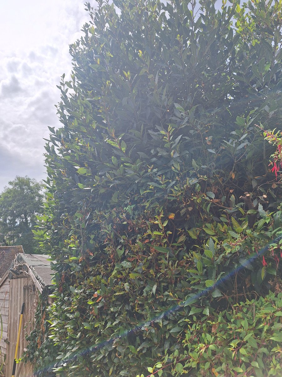 Theonlytait's tweet photo. Fresh cut Bay leaves. Im cutting back my very large, established Bay Tree and have a massive amount of leaves for stews, soups etc. Free for anyone. Just bring a bag and help yourself. No limit on what you can have. #Dorset #FreshHerbs #cooking https://t.co/Rva8y4nTdT
