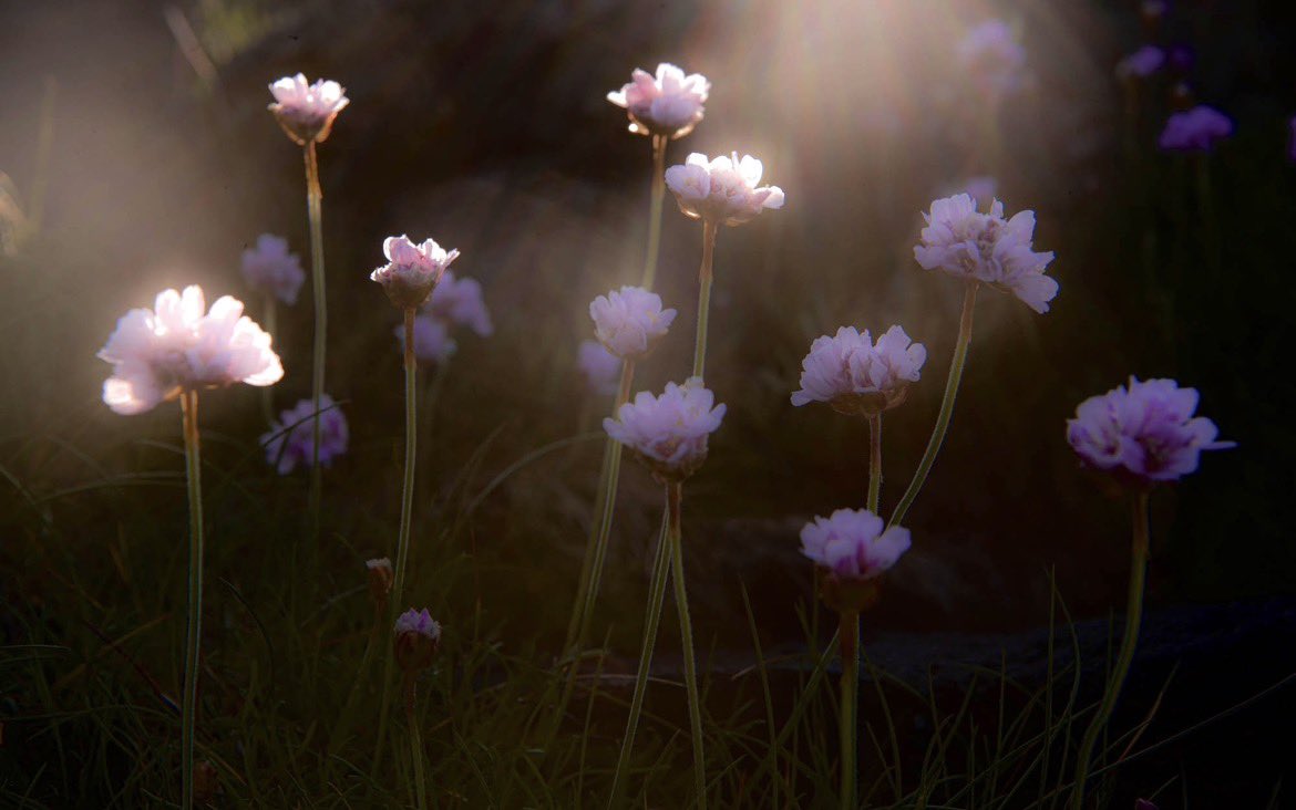 _EFarrellPhoto's tweet photo. A beautiful sight April time along the west coast of Ireland, and equally beautiful at season end … Sea Thrift.
#burreninbloom https://t.co/egZZ318lPq