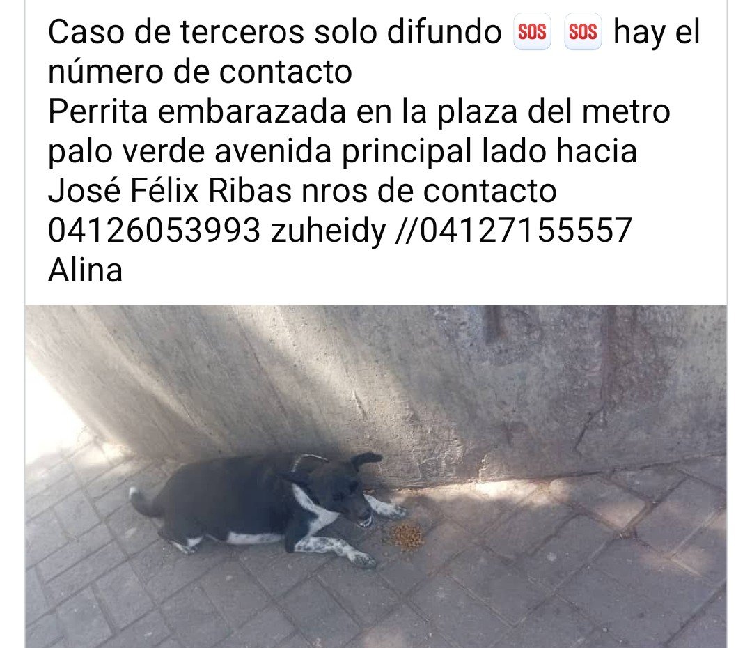 PerroUsuario's tweet photo. Reportan este caso que necesita resguardo URGENTE. Caracas https://t.co/UrC8LVSFDa