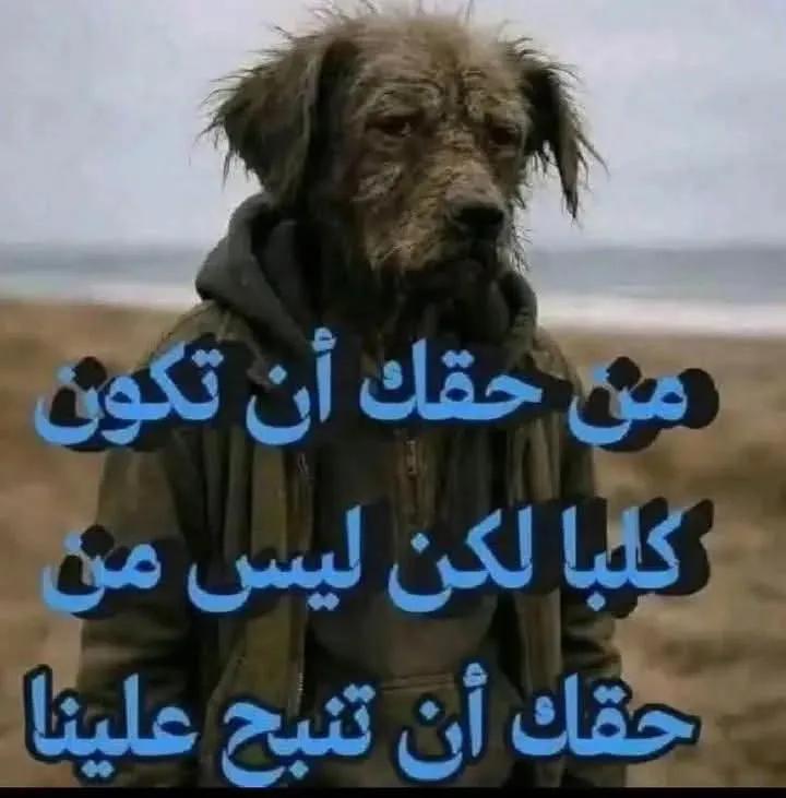 zamora2's tweet photo. @ezzmahmoud1 https://t.co/Cy3BxRHCO7