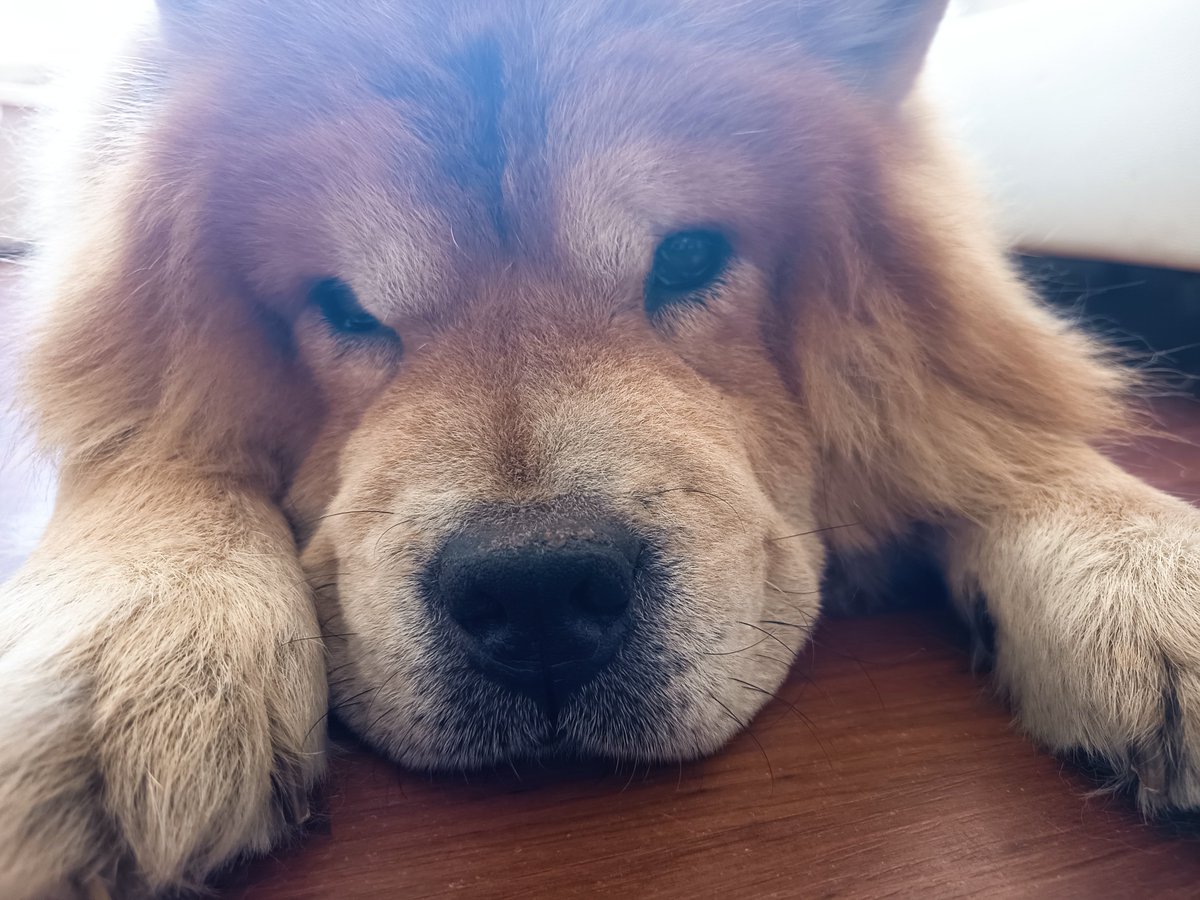 Heike888888's tweet photo. @Raeubertochtah Oje, mein Hund hat ein " Bärtchen" und braune Augen. Hoffentlich ist er jetzt nicht auch " rechtsextrem" 😂😂😂😂😂😂😂😂 https://t.co/wx6L0KaMIM