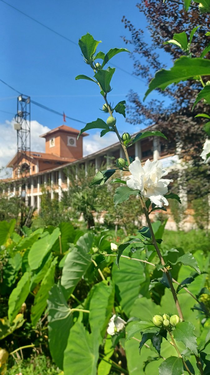 RadipTuk97's tweet photo. 🌻🌸 https://t.co/UTO4auXuad