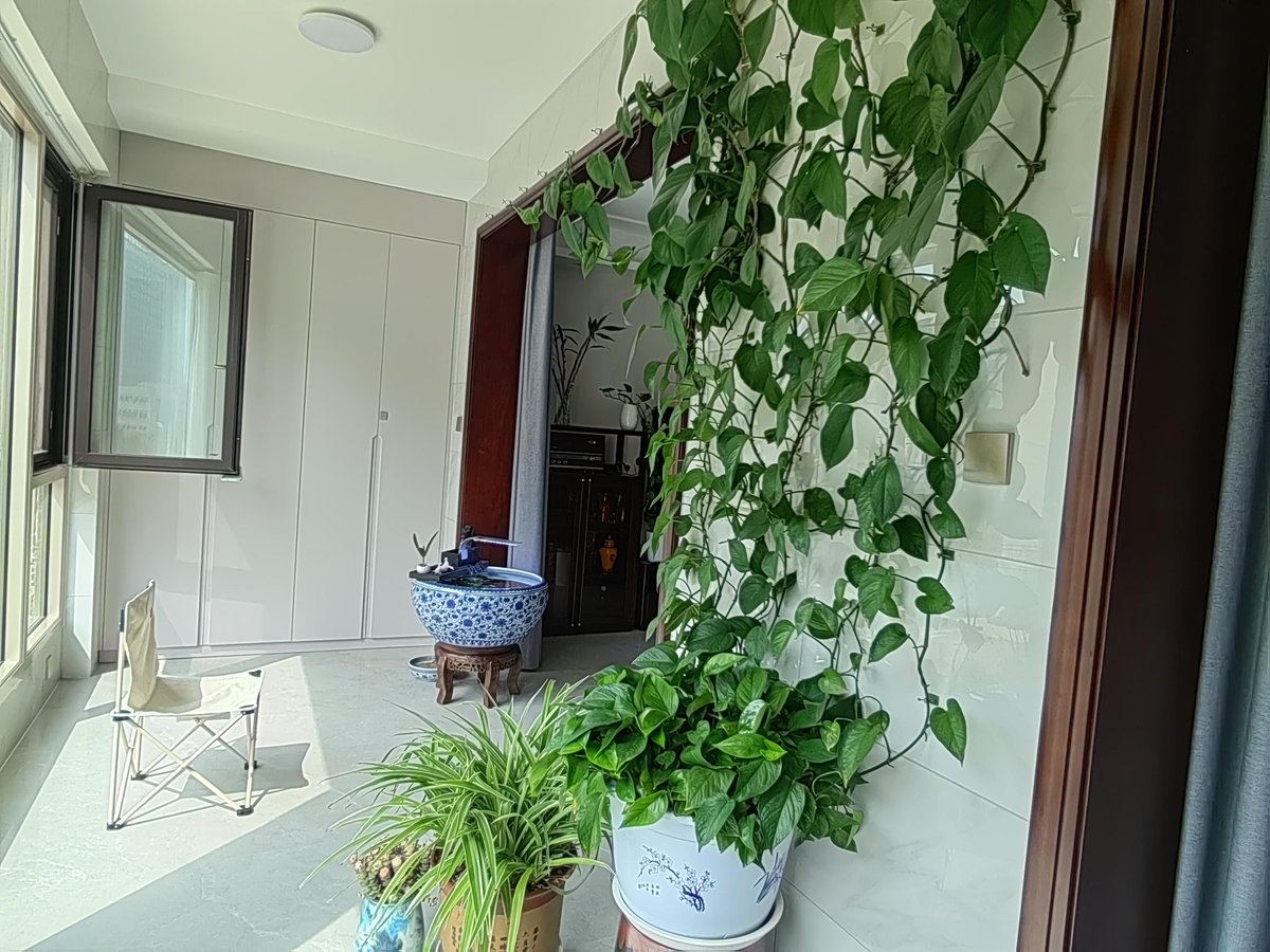 Michael44964815's tweet photo. Quick tip for your pothos! Let its soil dry fully between waterings—happy trailing = happy plant https://t.co/FAf7BV0CSt