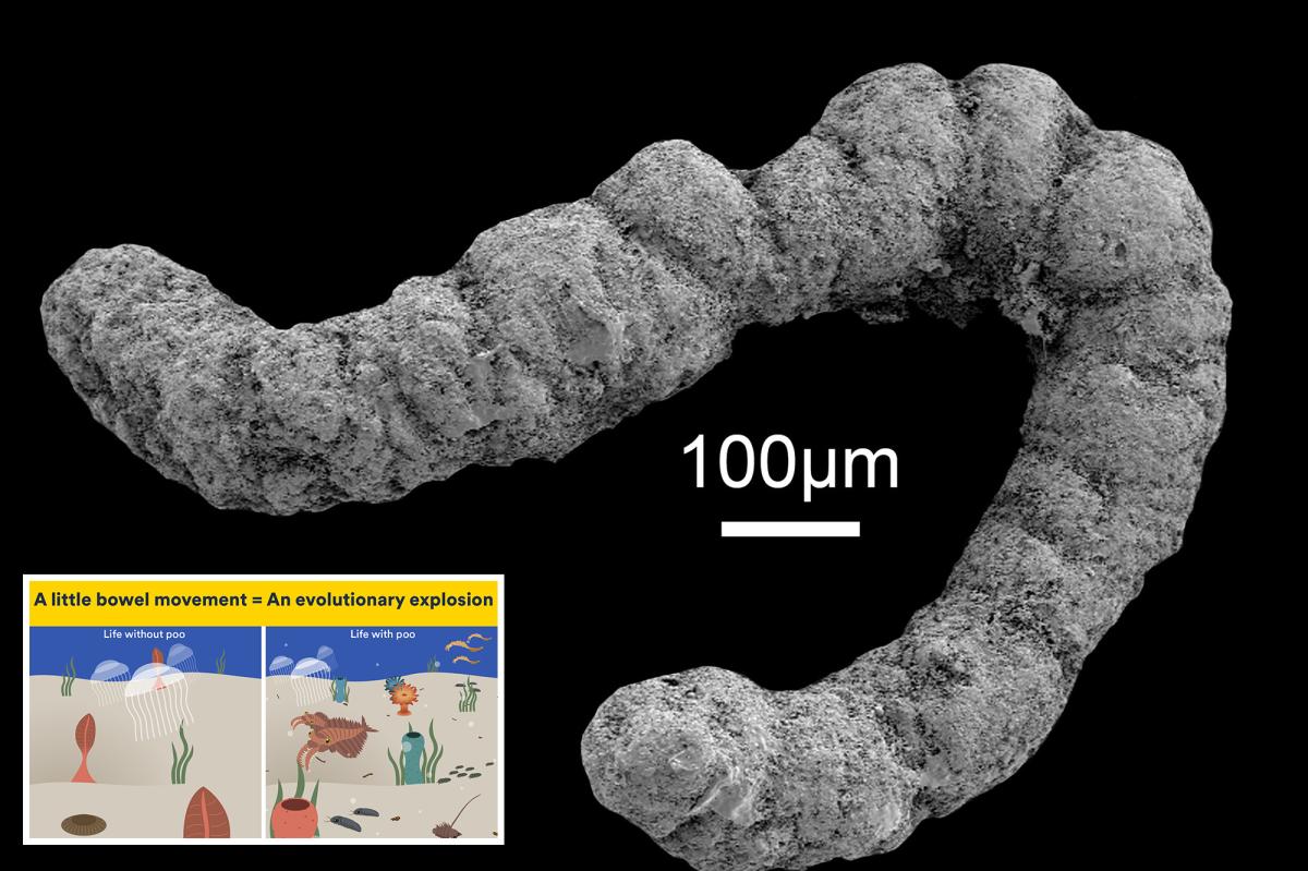 nypost's tweet photo. 'Often overlooked': 540-million-year-old poop 'revolution' may be the source life as we know it https://t.co/wvw1nkW3J5 https://t.co/dtIxZR43y5