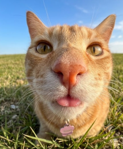 duionchain's tweet photo. Top 🐱 or Bottom 🐶

For me, it's Meow Meoww

Happy International Cat Day 08/08 🐾🐈 https://t.co/rp11Uyy2IH