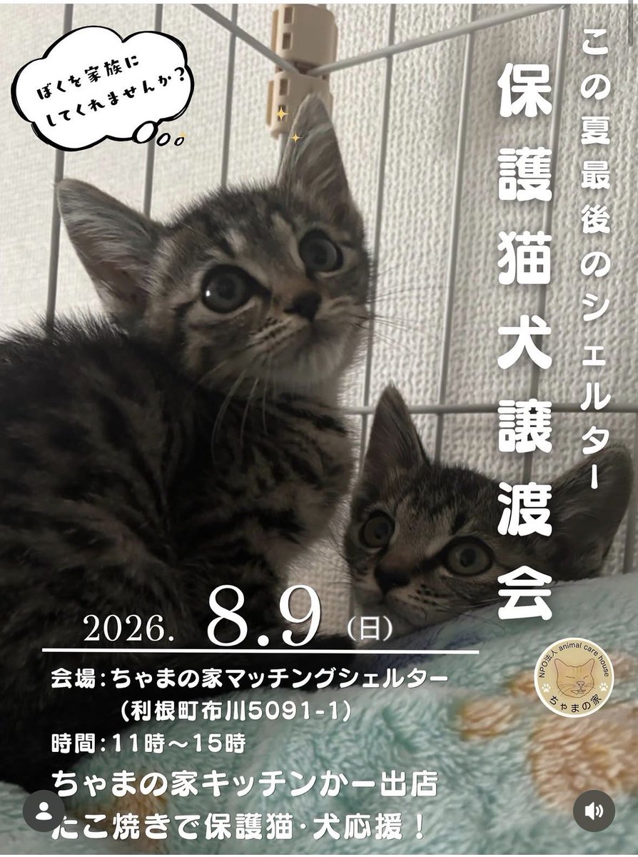rin_hato's tweet photo. 明日9日（日）讓渡会開催します！
 #たこ焼き  #キッチンカー もあります！
お待ちしております🐱✨ #讓渡会 #保護猫 #ねこ  #利根町 #我孫子市 #印西市 #龍ケ崎市 #取手市 #守谷市 https://t.co/YX0UcUWIhE