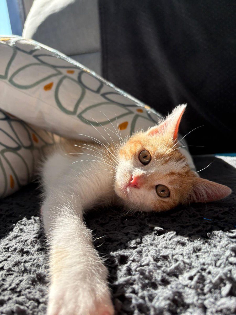 JRM070's tweet photo. @Lennylegangster @CerfiaFR Merci 😸 https://t.co/4U2n9r0HZp