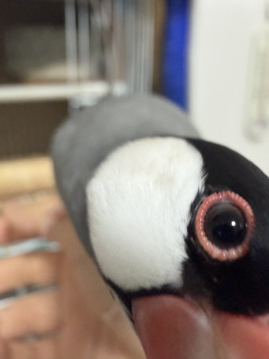 chinchilla_java's tweet photo. お迎え803日
🐥<ういちゃんの きれいな おめめ みて！みてｪｪｪ！！

 #文鳥
#桜文鳥
#文鳥好きと繋がりたい
#ＴＬに可愛い鳥を流そう https://t.co/ktZp6zIAYi