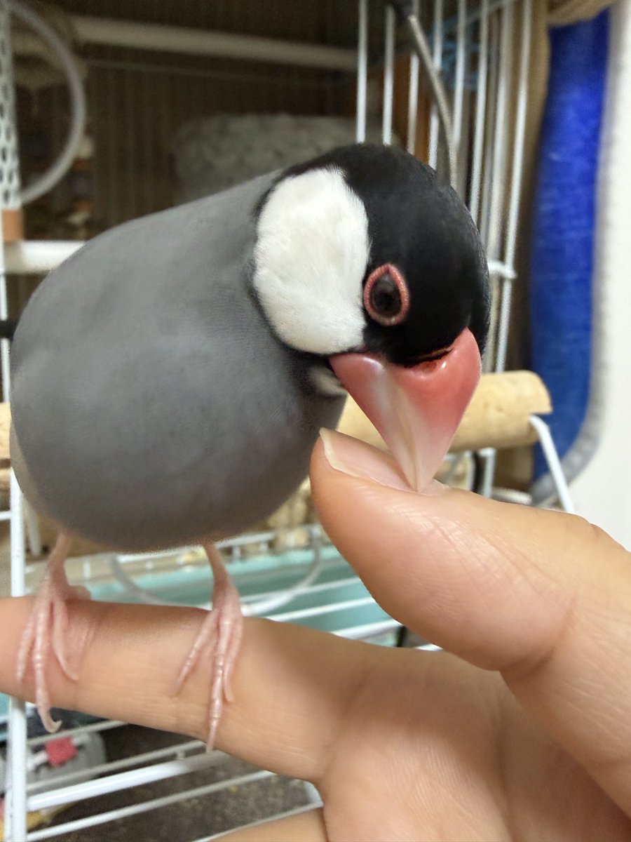 chinchilla_java's tweet photo. お迎え803日
🐥<ういちゃんの きれいな おめめ みて！みてｪｪｪ！！

 #文鳥
#桜文鳥
#文鳥好きと繋がりたい
#ＴＬに可愛い鳥を流そう https://t.co/ktZp6zIAYi