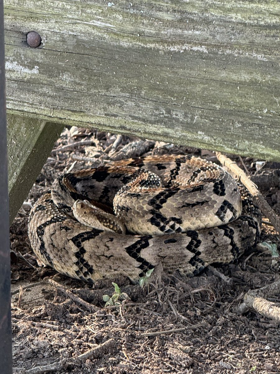 AngelaH171717's tweet photo. Living in Texas is basically waking up every day and finding out which part of nature wants to kill you today. 😂🐍🤠 Timber rattlesnake was today’s challenge 😅😅#NotTodaySatan https://t.co/vD6ATBiaf8