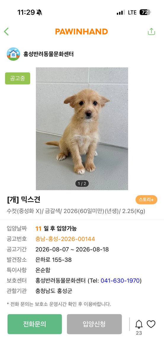 findmypaw's tweet photo. 보호소에서 태어난 아이들 얼른 입양해주세요
어린아이들은 보호소에서 살아남기 힘듭니다

신중한 입양 문의 부탁합니다.
홍성보호소 041-630-1970 https://t.co/jcwb0MYwc3
